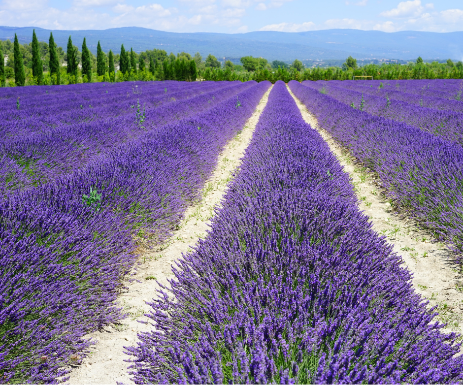 HWT - Cours de Français - Provence Cours de Langues - Intermédiaire (A2)